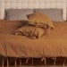 Charcoal gray duvet cover set with tie closures